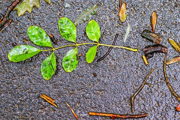 Impressions d'automne après la pluie — Photo