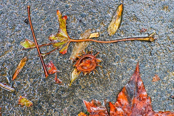 Yağmurdan sonra Sonbahar Gösterimler