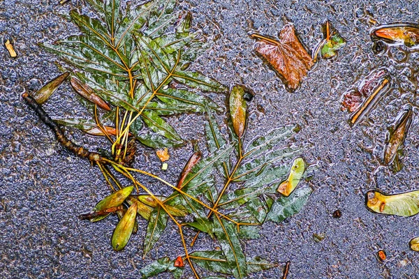 Yağmurdan sonra Sonbahar Gösterimler