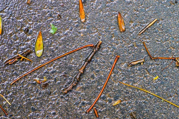 Yağmurdan sonra Sonbahar Gösterimler