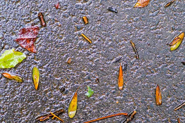 Yağmurdan sonra Sonbahar Gösterimler