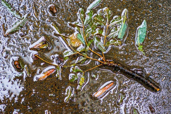 Yağmurdan sonra Sonbahar Gösterimler