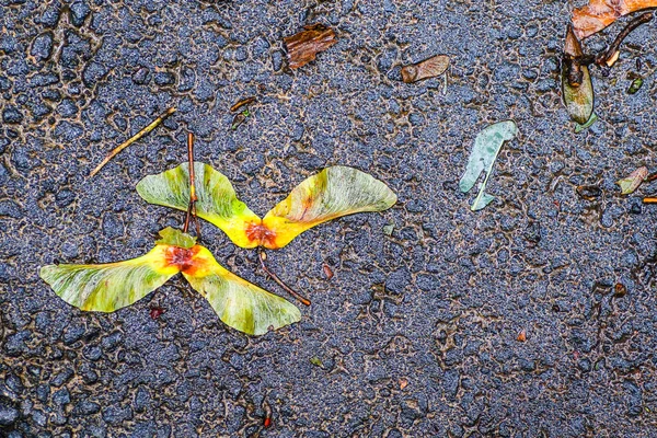 Yağmurdan sonra Sonbahar Gösterimler