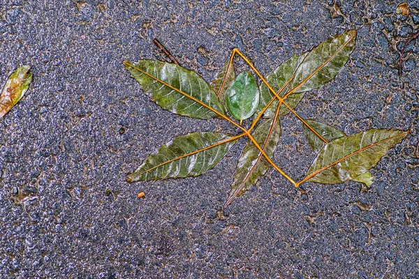 Yağmurdan sonra Sonbahar Gösterimler