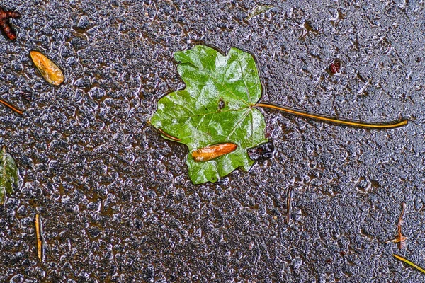 Yağmurdan sonra Sonbahar Gösterimler