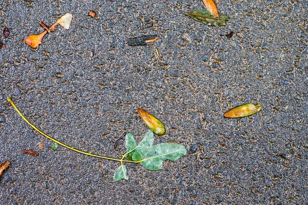 Yağmurdan sonra Sonbahar Gösterimler