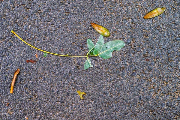 Yağmurdan sonra Sonbahar Gösterimler