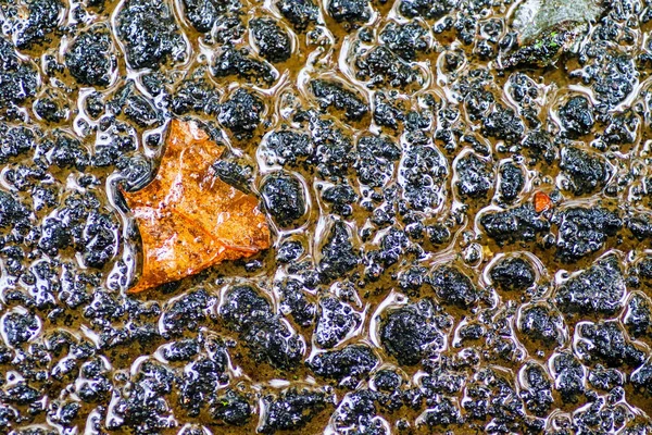 Yağmurdan sonra Sonbahar Gösterimler