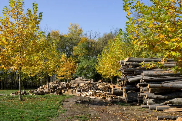 Řezané stromové struktury — Stock fotografie
