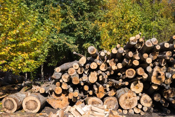 森林の木を切る — ストック写真