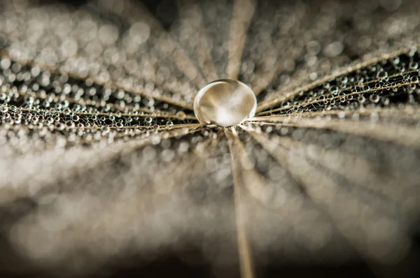 Dandelion seed with drops in the twilight — Stock Photo, Image