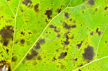 yeşil yapraklar arkaplan