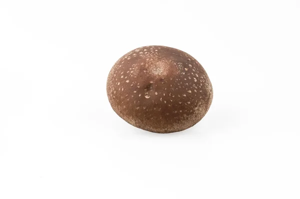 Cogumelo Shiitake no Branco — Fotografia de Stock
