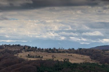Hills ormanları ile