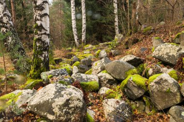 Yosun kaya ve ağaç ile kaplı