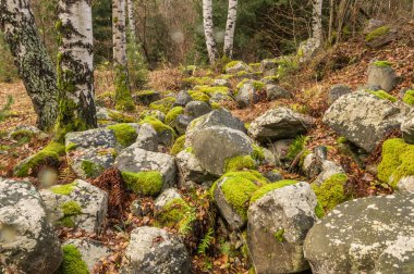 Yosun kaya ve ağaç ile kaplı