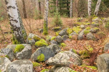 Yosun kaya ve ağaç ile kaplı