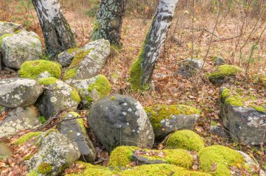 Yosun kaya ve ağaç ile kaplı
