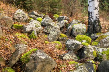 Yosun kaya ve ağaç ile kaplı
