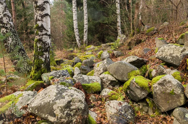 Yosun kaya ve ağaç ile kaplı