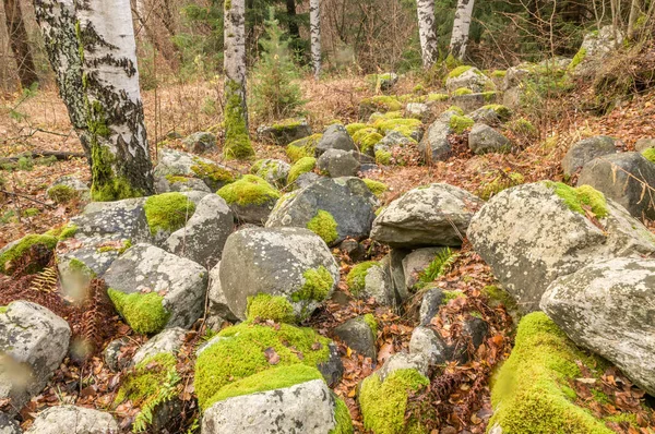Yosun kaya ve ağaç ile kaplı