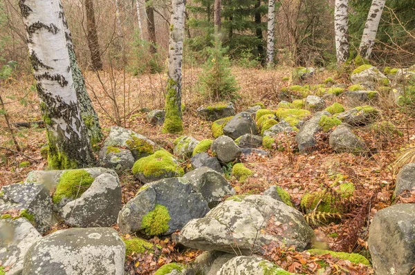 Yosun kaya ve ağaç ile kaplı