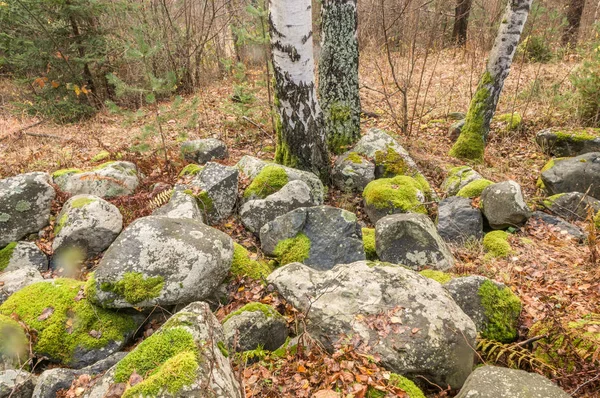 Yosun kaya ve ağaç ile kaplı
