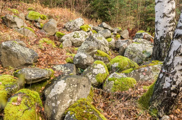 Yosun kaya ve ağaç ile kaplı