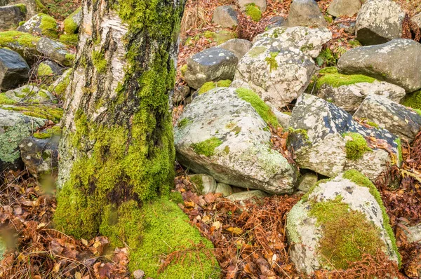 Täckt med mossa stenar och träd — Stockfoto