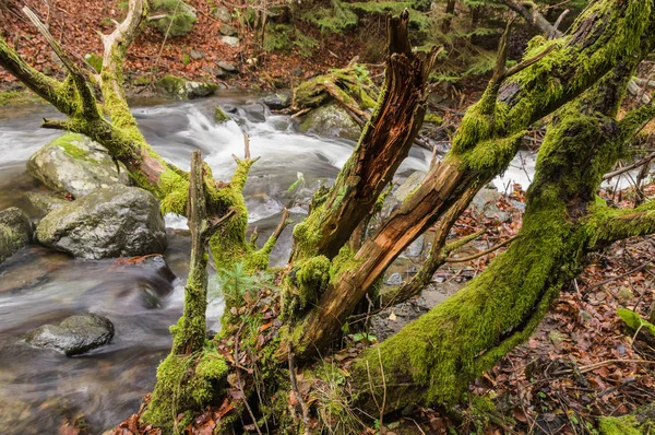 Herfst bij forest — Stockfoto