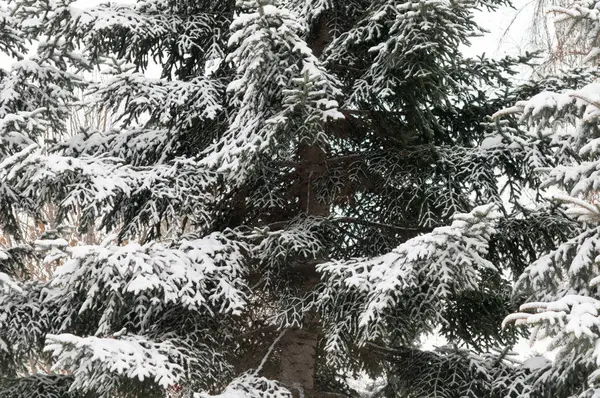Snow winter tree branch Pine Royalty Free Stock Photos