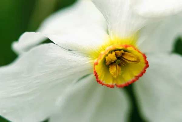 Parta květovaný Narcis — Stock fotografie