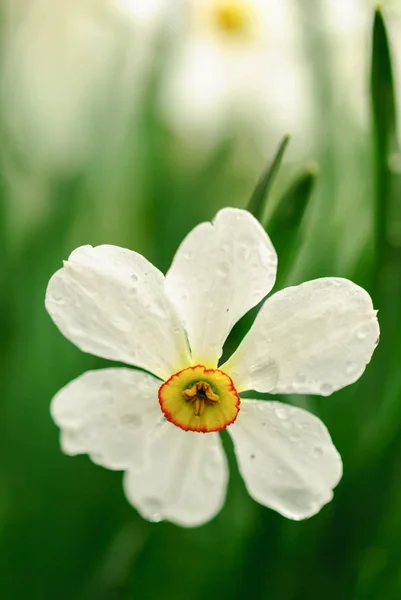 Parta květovaný Narcis — Stock fotografie