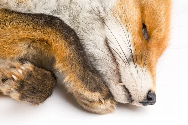 Vulpes vulpes frente a un fondo blanco —  Fotos de Stock