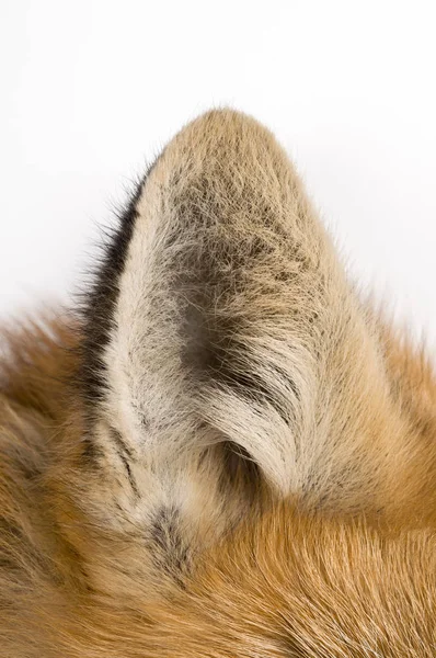 Rotfuchs - Vulpes vulpes mit weißem Hintergrund — Stockfoto
