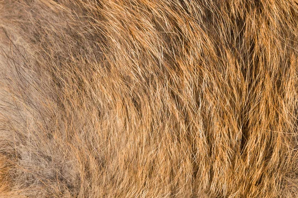 Real piel de zorro textura cerca —  Fotos de Stock