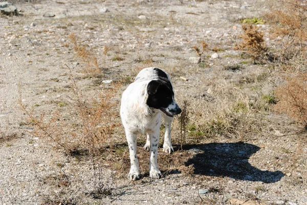 Cane per strada — Foto Stock