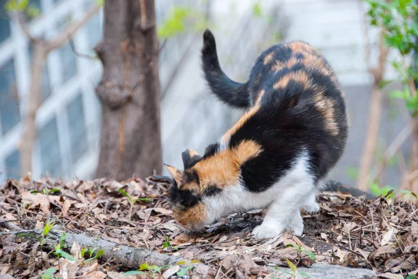 通りの猫のグループ — ストック写真