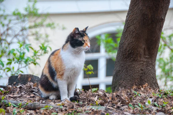 En grupp av gatan katter — Stockfoto