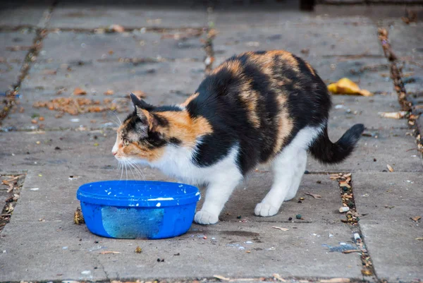 En grupp av gatan katter — Stockfoto