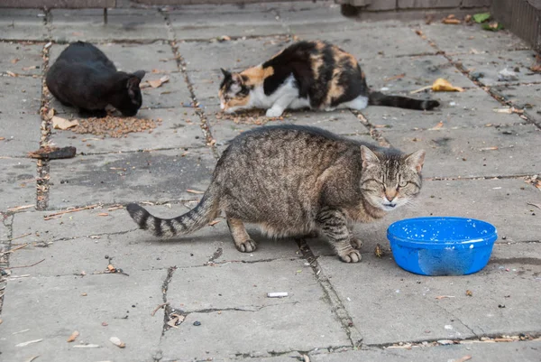 Μια ομάδα από γάτες του δρόμου — Φωτογραφία Αρχείου