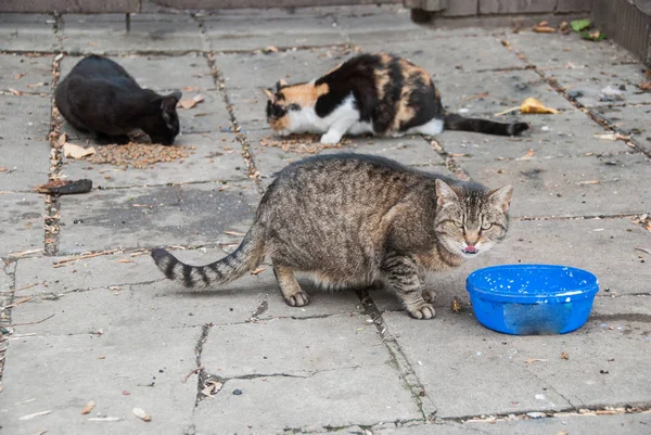 A group of street cats
