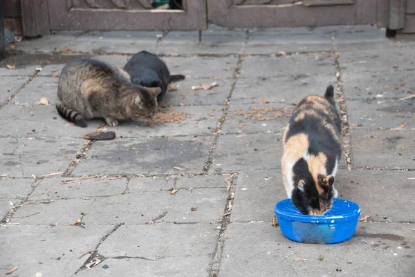 Eine Gruppe Straßenkatzen — Stockfoto
