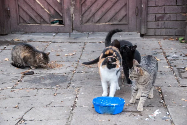 En grupp av gatan katter — Stockfoto