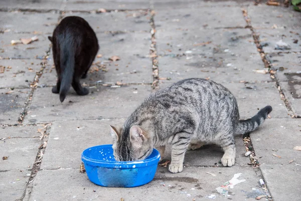 Sokak kedileri bir grup — Stok fotoğraf