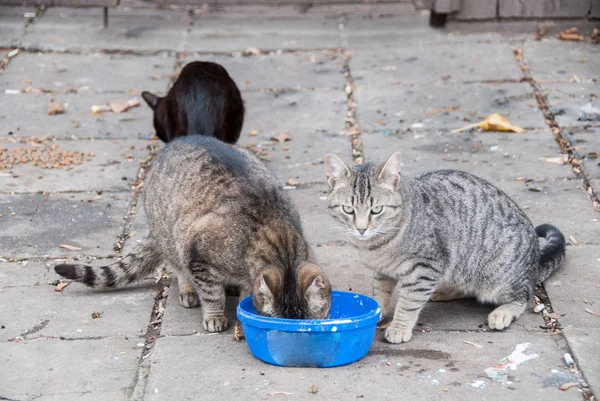 Група вуличних котів — стокове фото