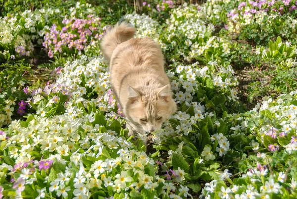 Gatto nell'erba — Foto Stock