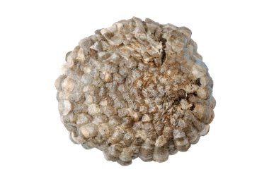 Boş vespiary izole makro