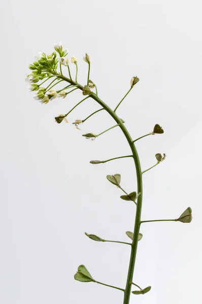 Twig of shepherd 's-purse on white background — стоковое фото