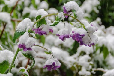 Bu taze kar bir Erik bir çiçektir.